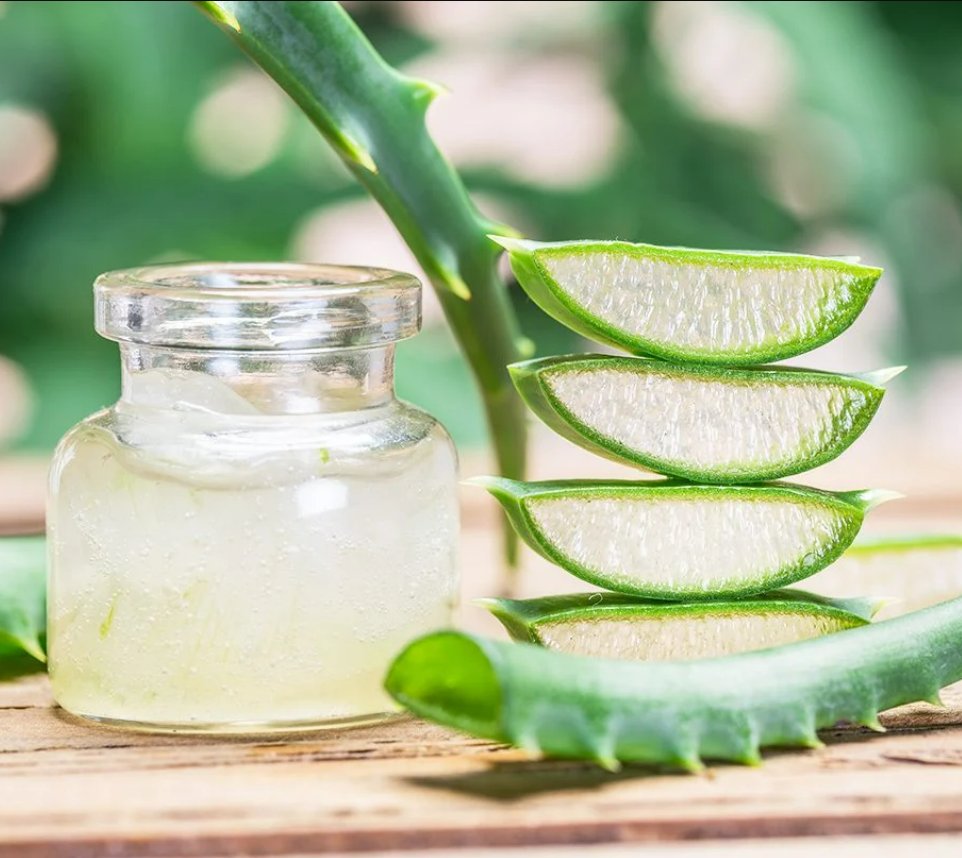 photo of aloe vera