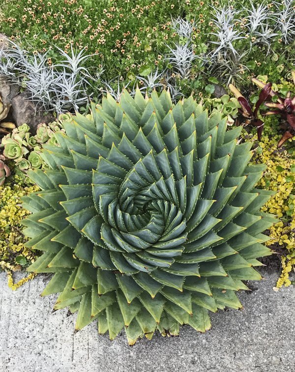 Photo of ByoGlo's Aloe Spiral